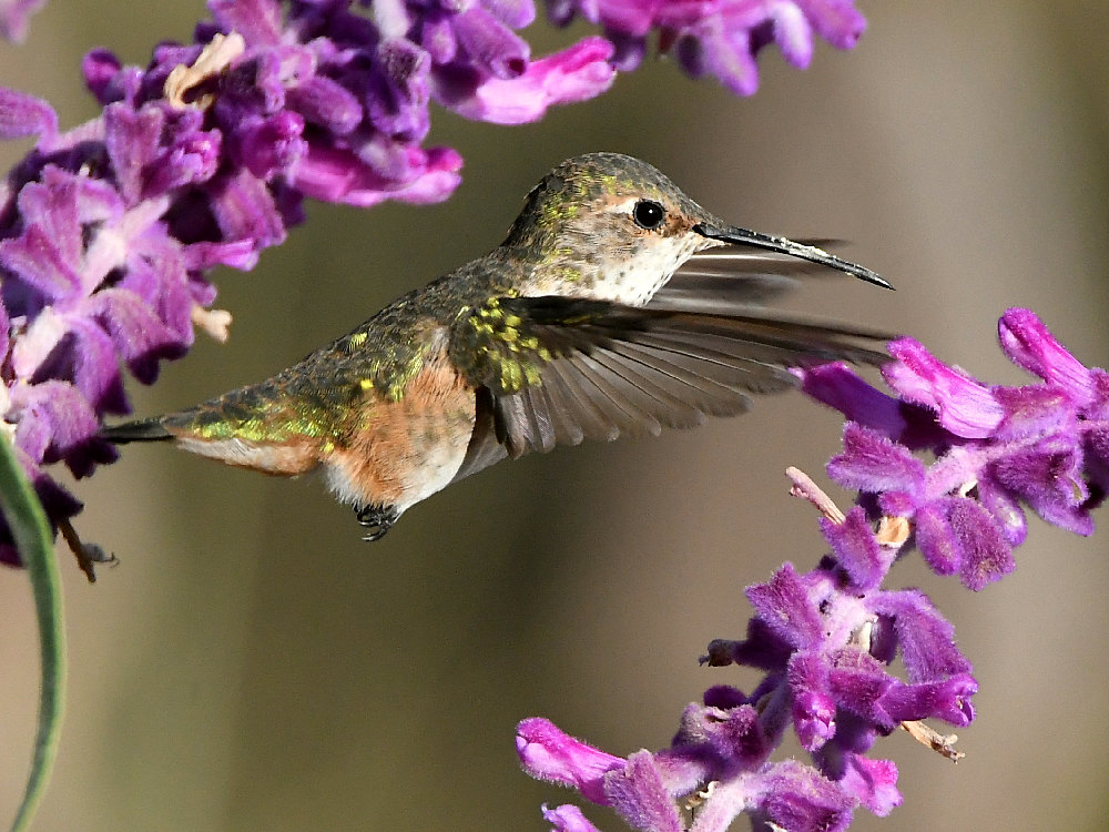 Hummer10.jpg