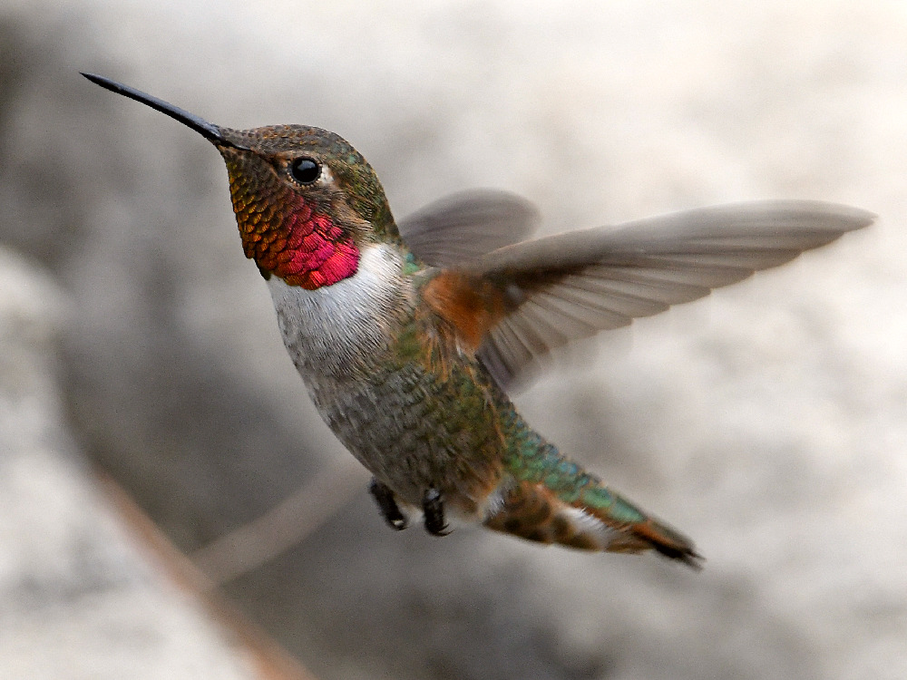 Hummer10.jpg