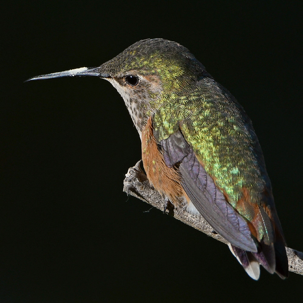 Hummer10.jpg