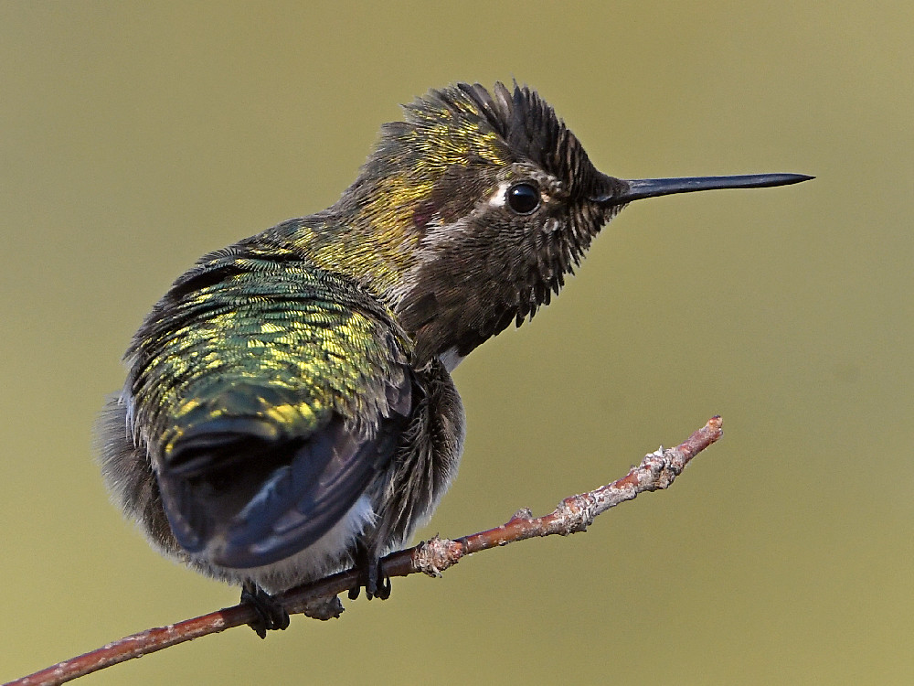 Hummer10.jpg