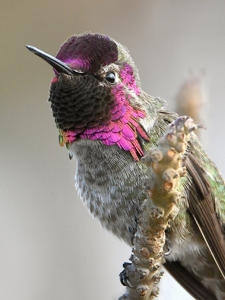 Hummer10.jpg
