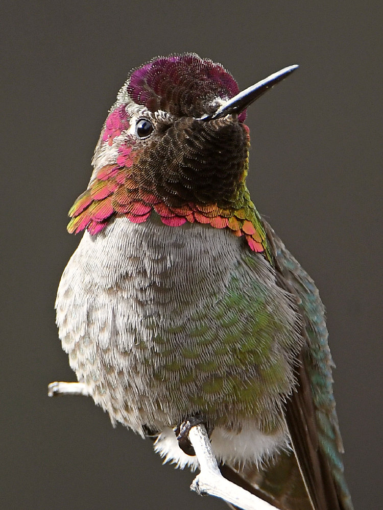 Hummer10.jpg