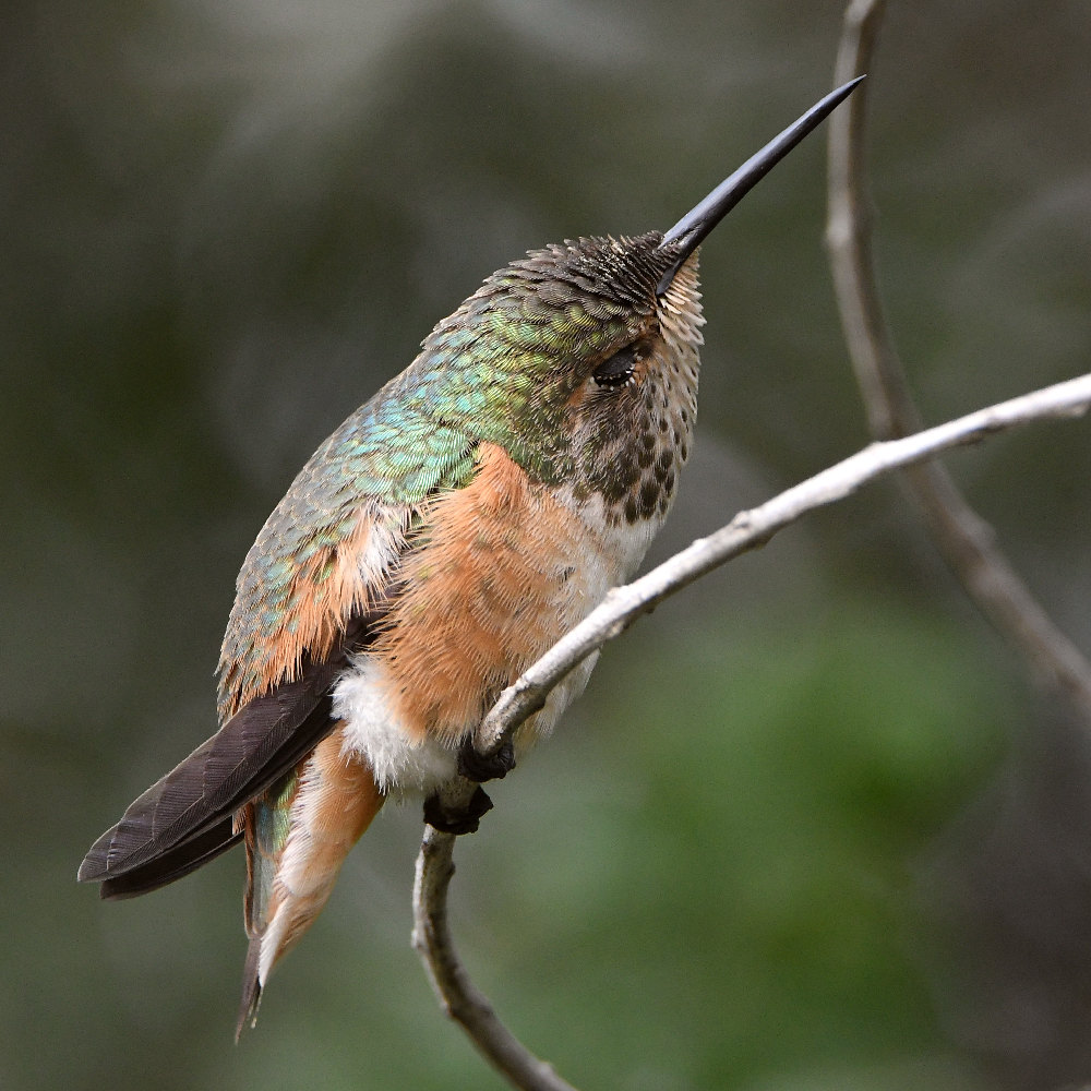 Hummer10.jpg