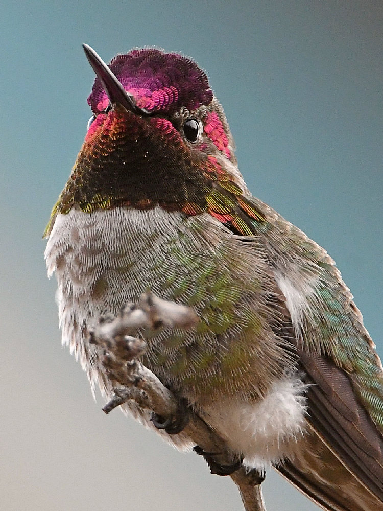 Hummer10.jpg