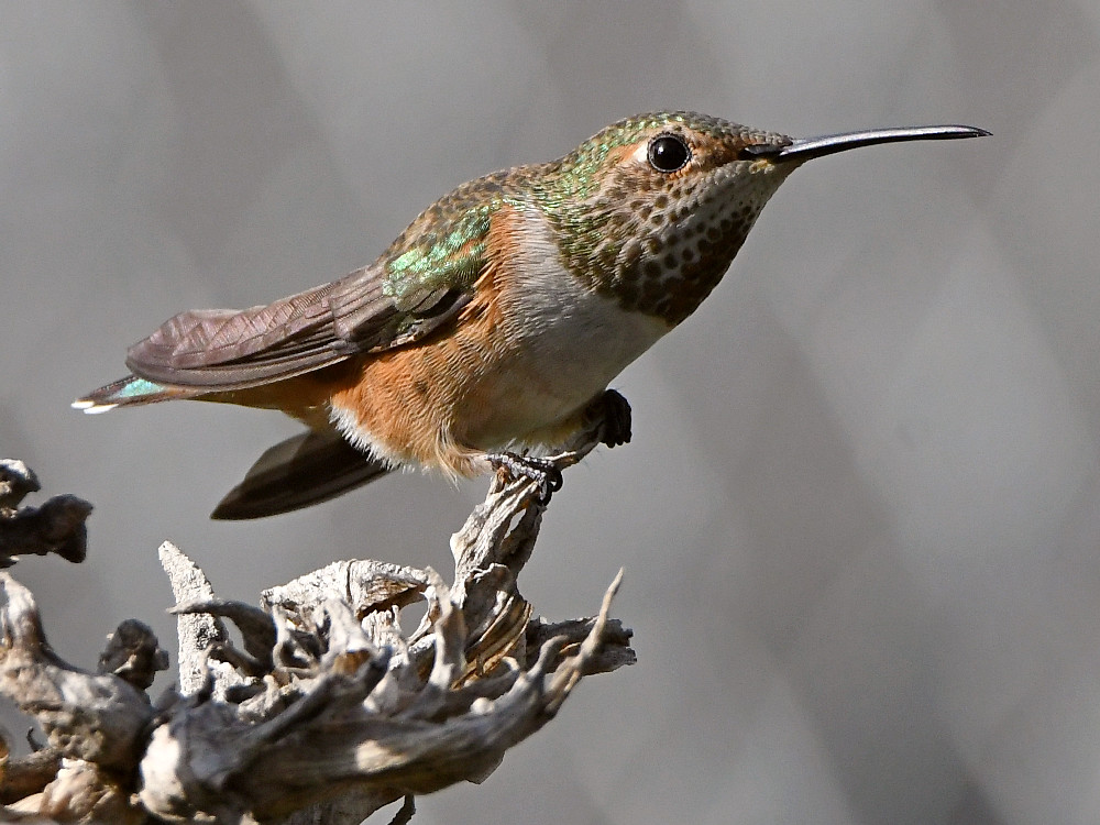 Hummer10.jpg