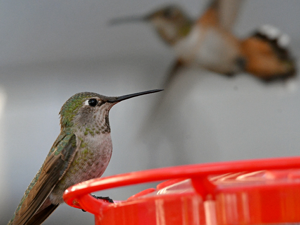 Hummer10.jpg