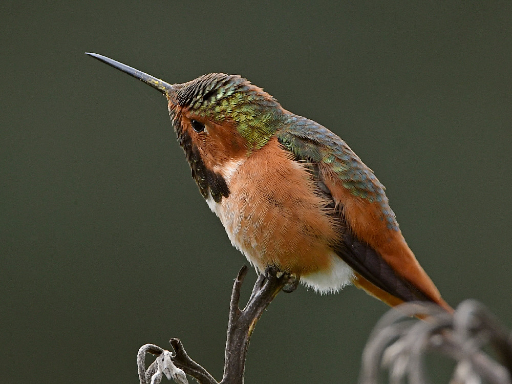 Hummer10.jpg