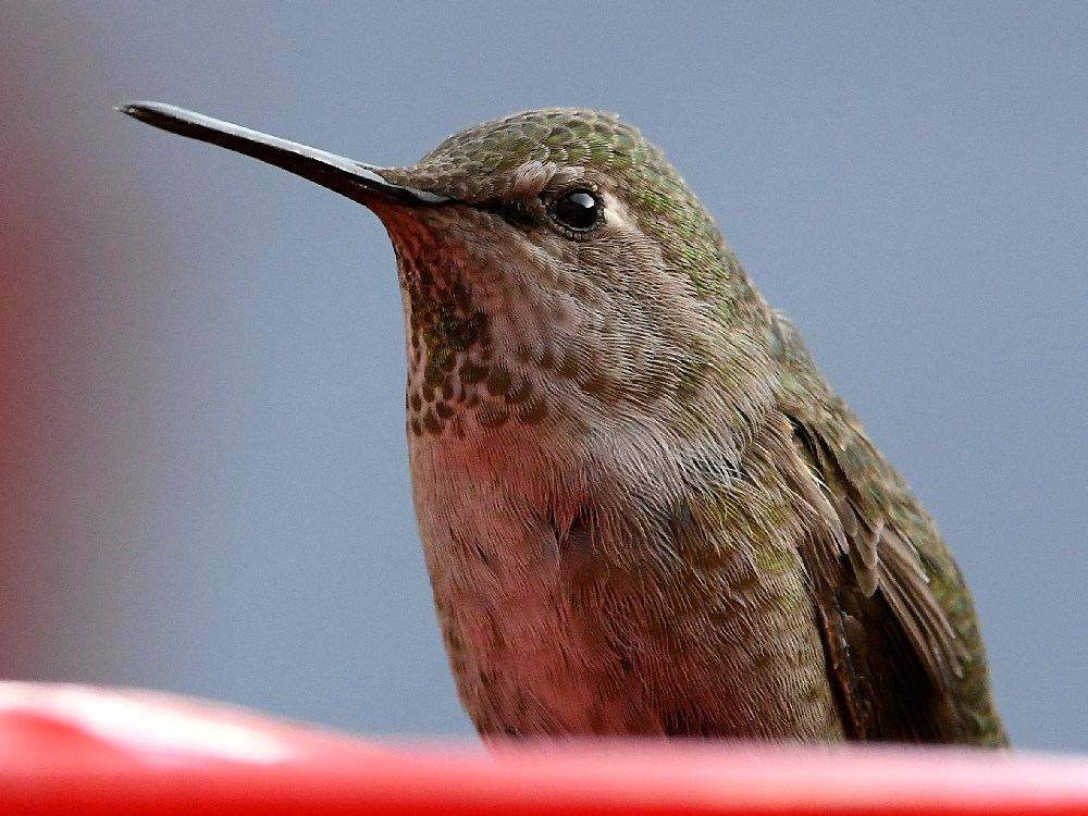 Hummer10.jpg