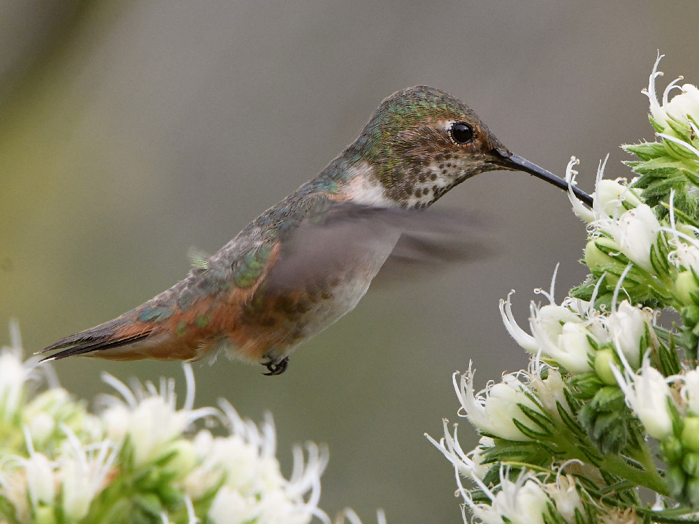 Hummer10.jpg