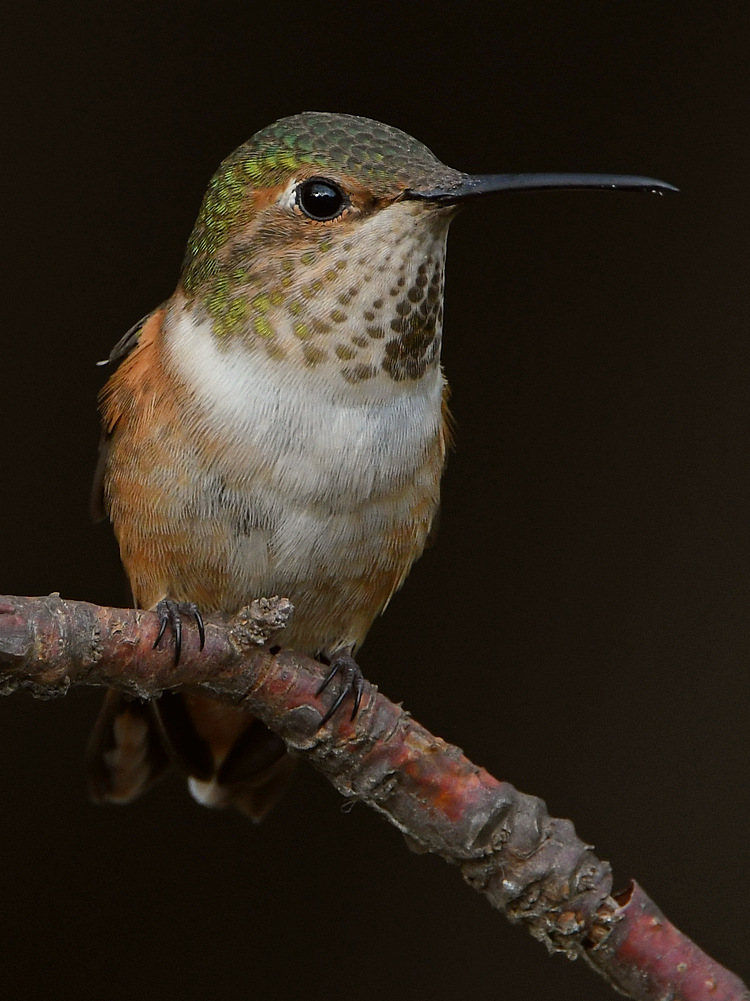 Hummer10.jpg