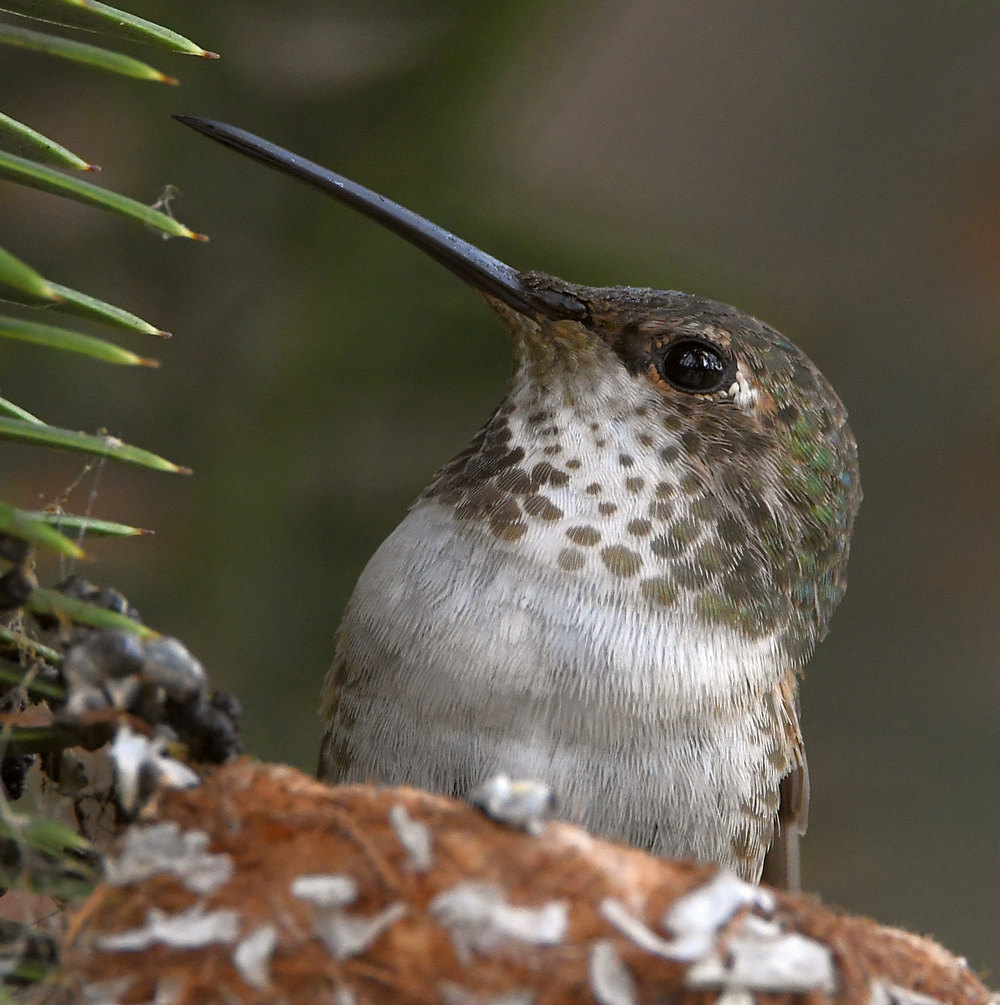 Hummer10.jpg