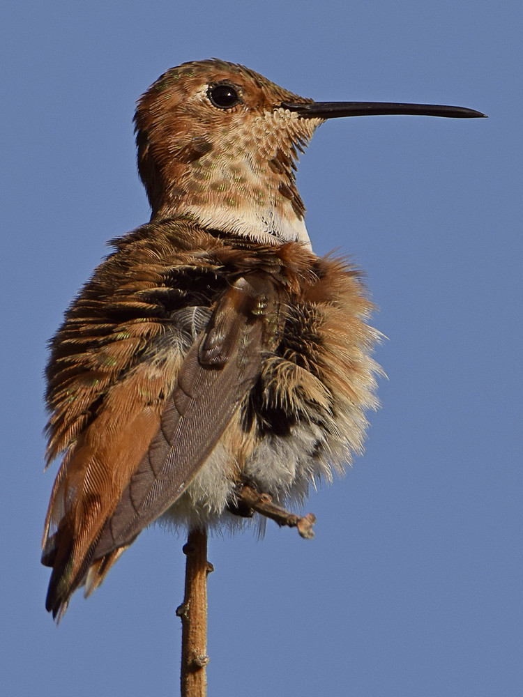 Hummer10.jpg