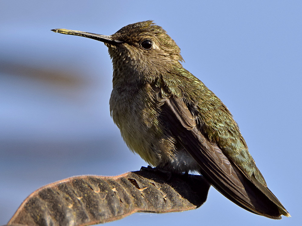 Hummer10.jpg