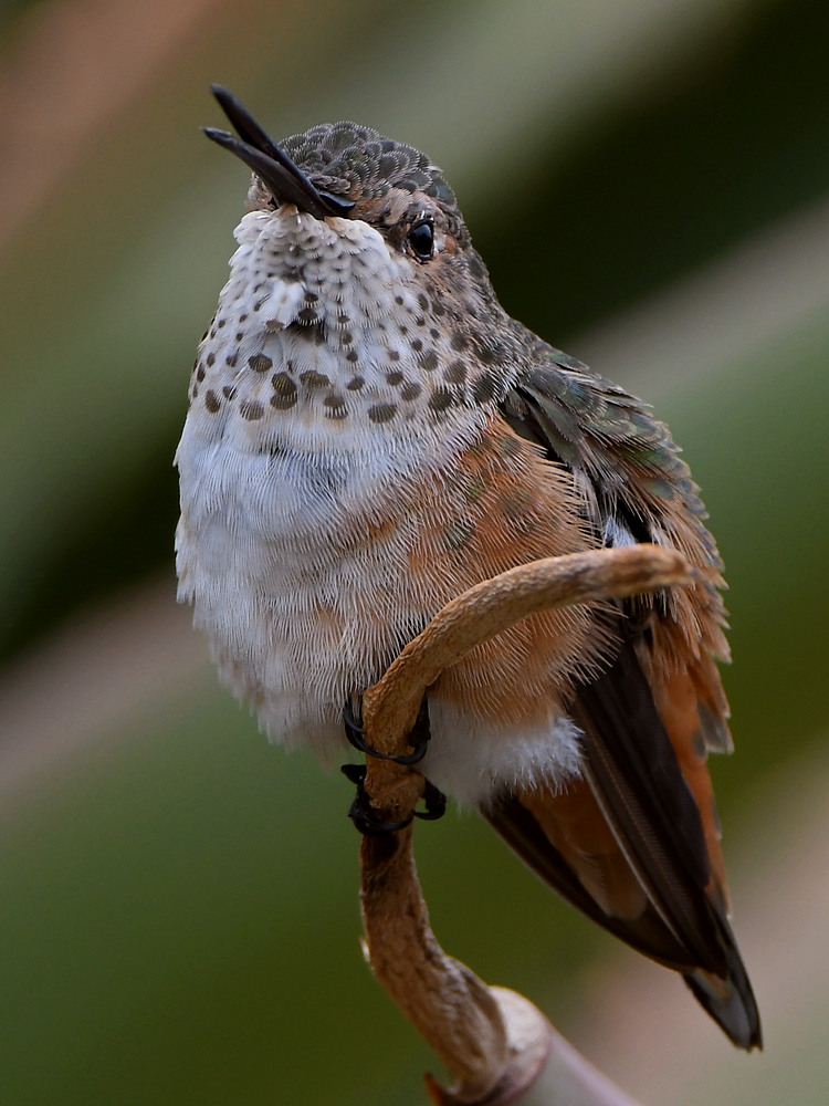 Hummer10.jpg