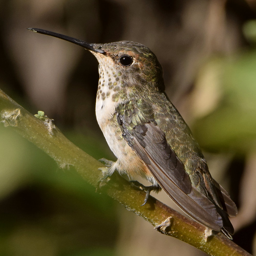 Hummer10.jpg