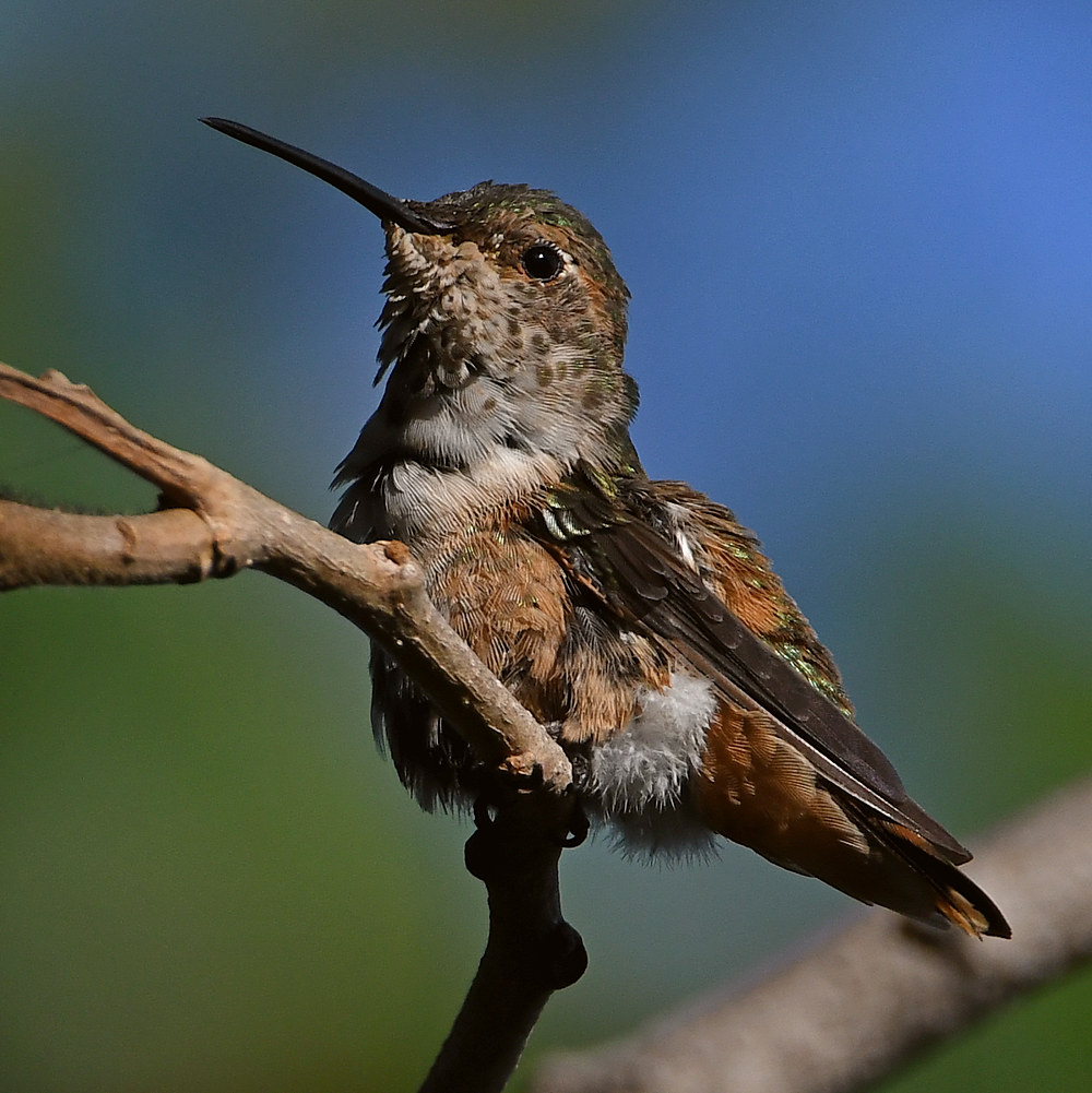 Hummer10.jpg