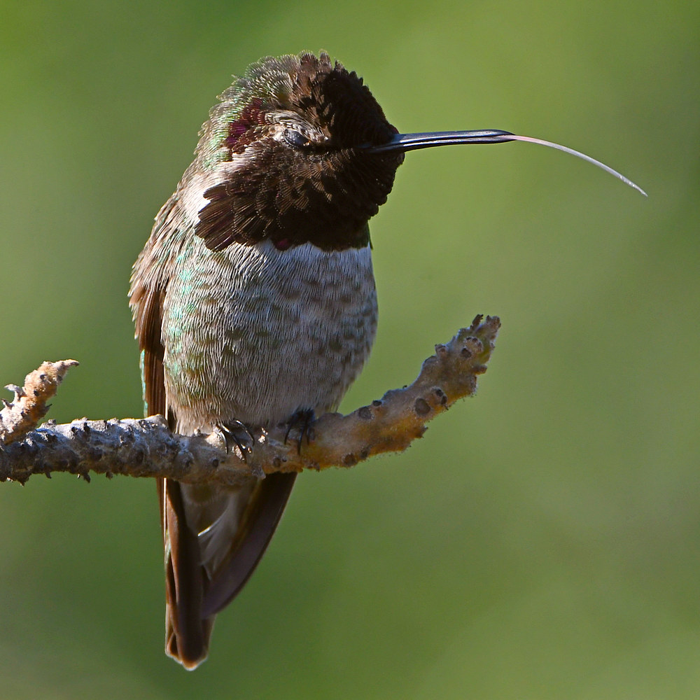 Hummer10.jpg