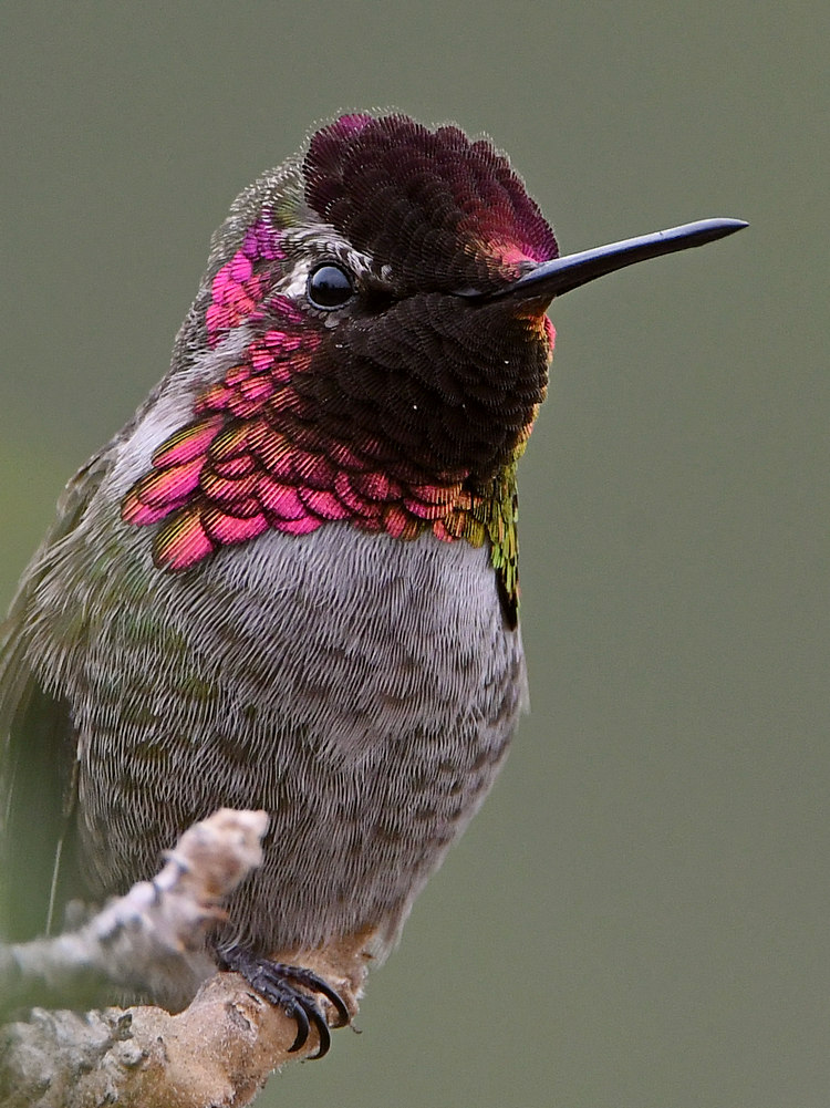 Hummer10.jpg
