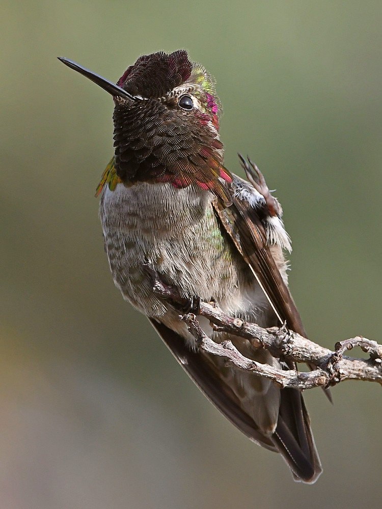 Hummer10.jpg