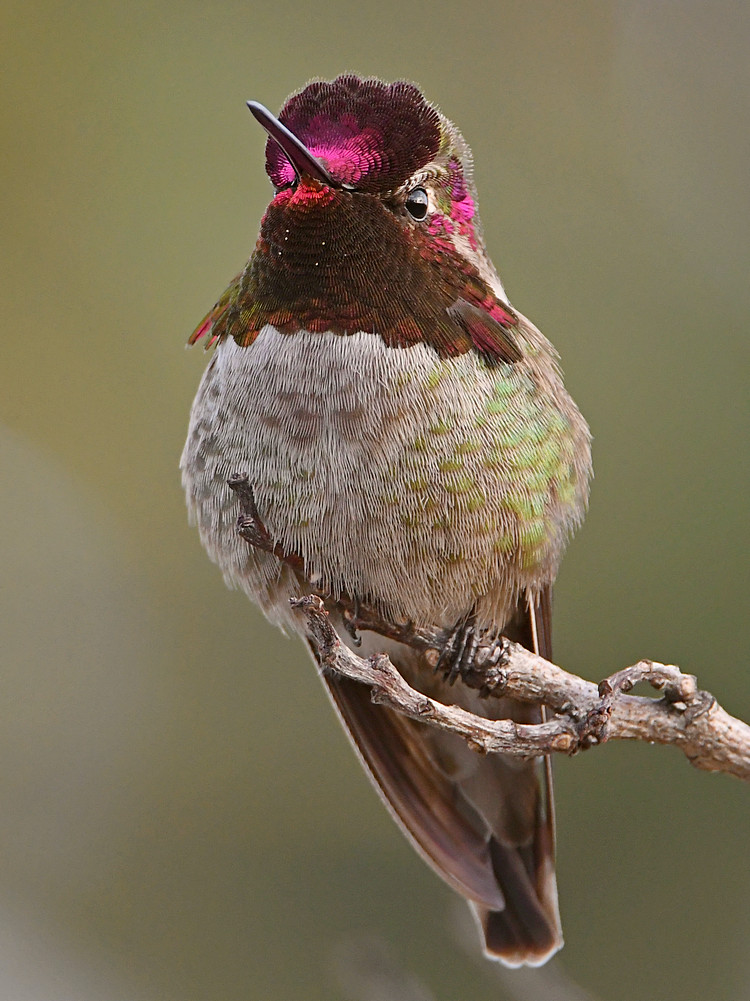 Hummer10.jpg
