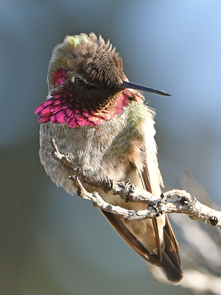 Hummer10.jpg