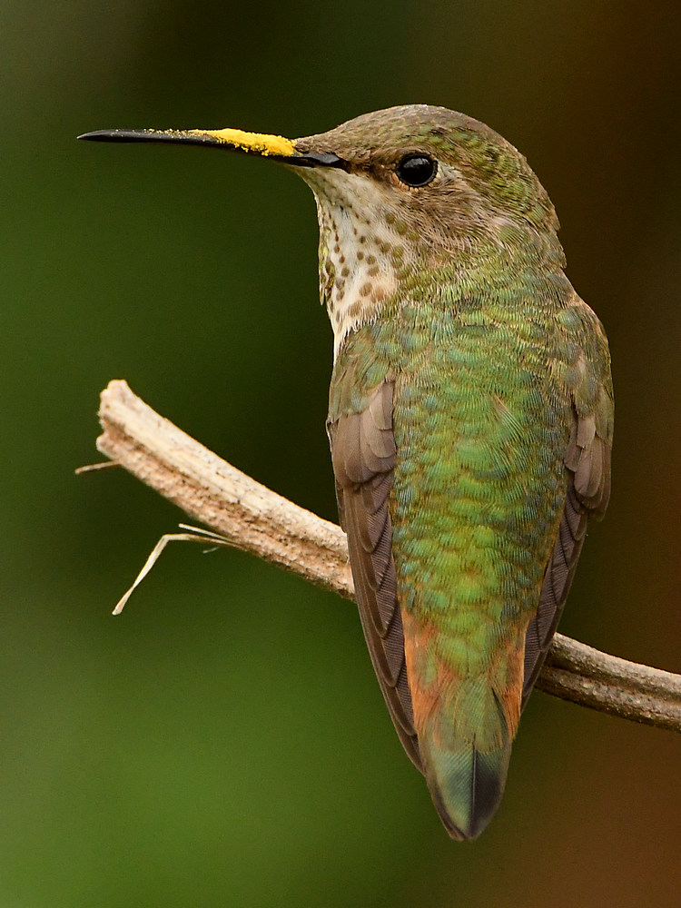 Hummer10.jpg