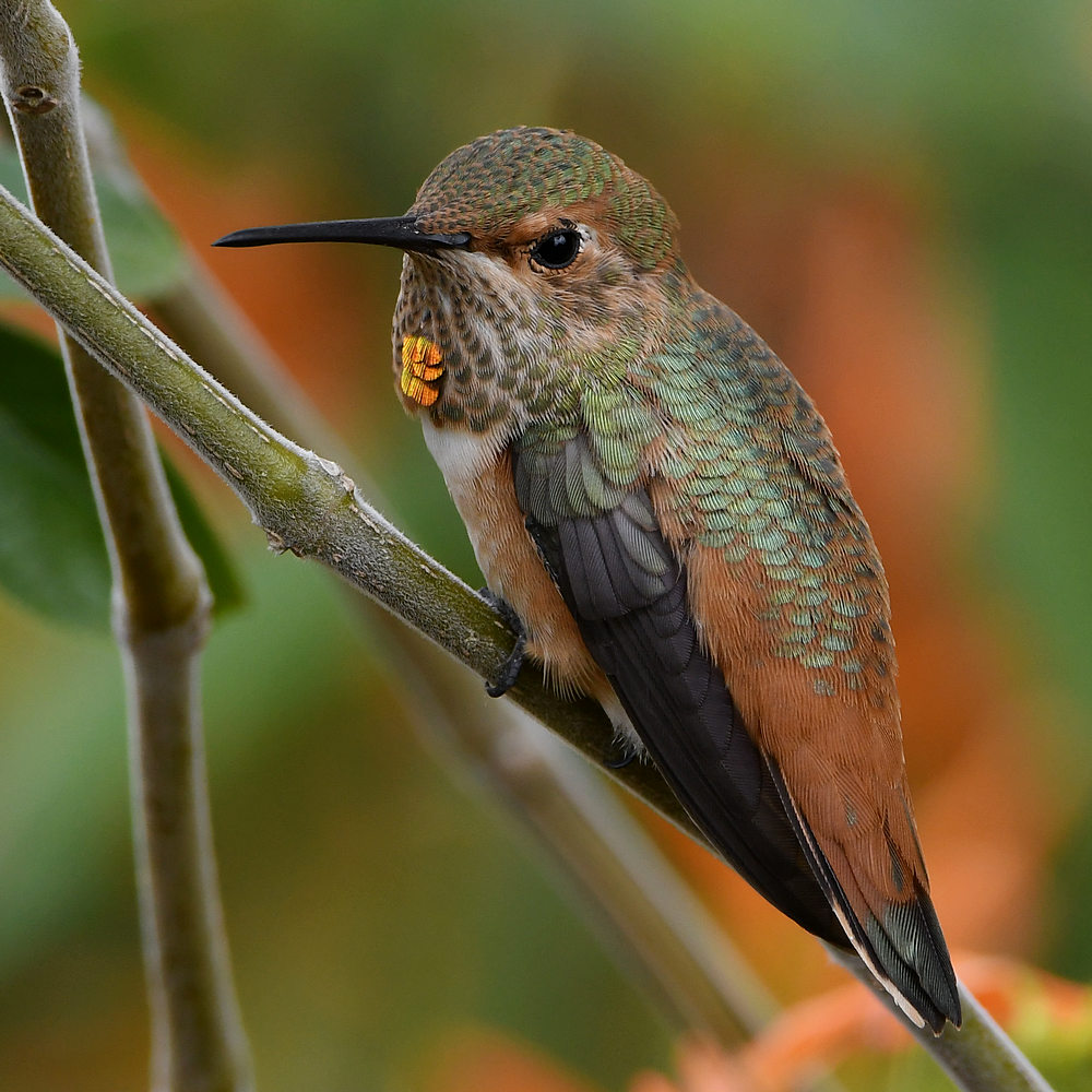 Hummer10.jpg