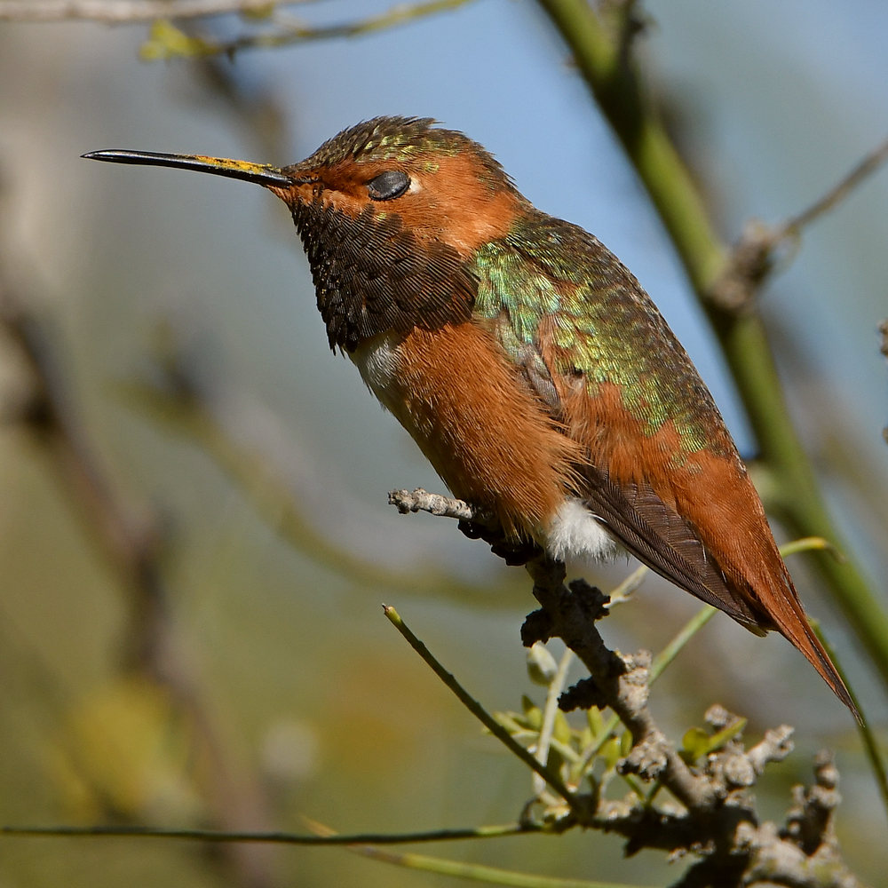 Hummer10.jpg