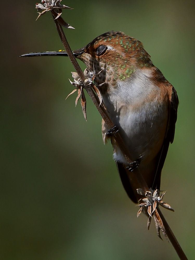 Hummer10.jpg