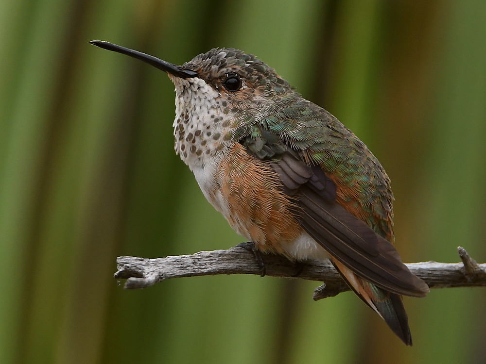 Hummer10.jpg
