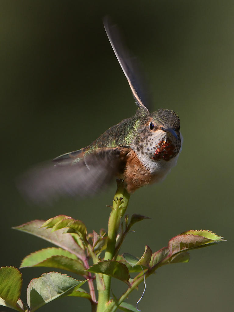 Hummer10.jpg