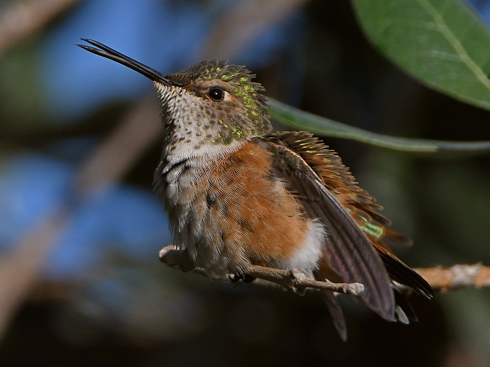 Hummer10.jpg