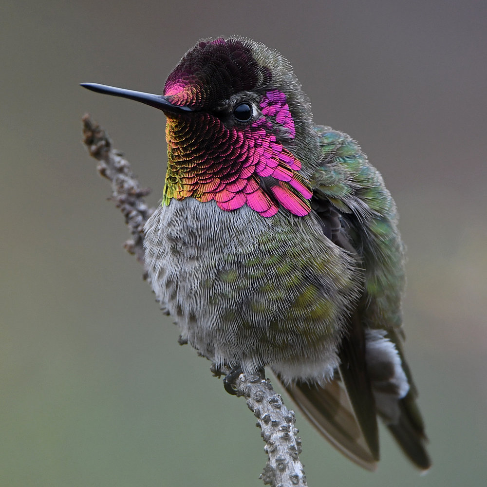 Hummer10.jpg