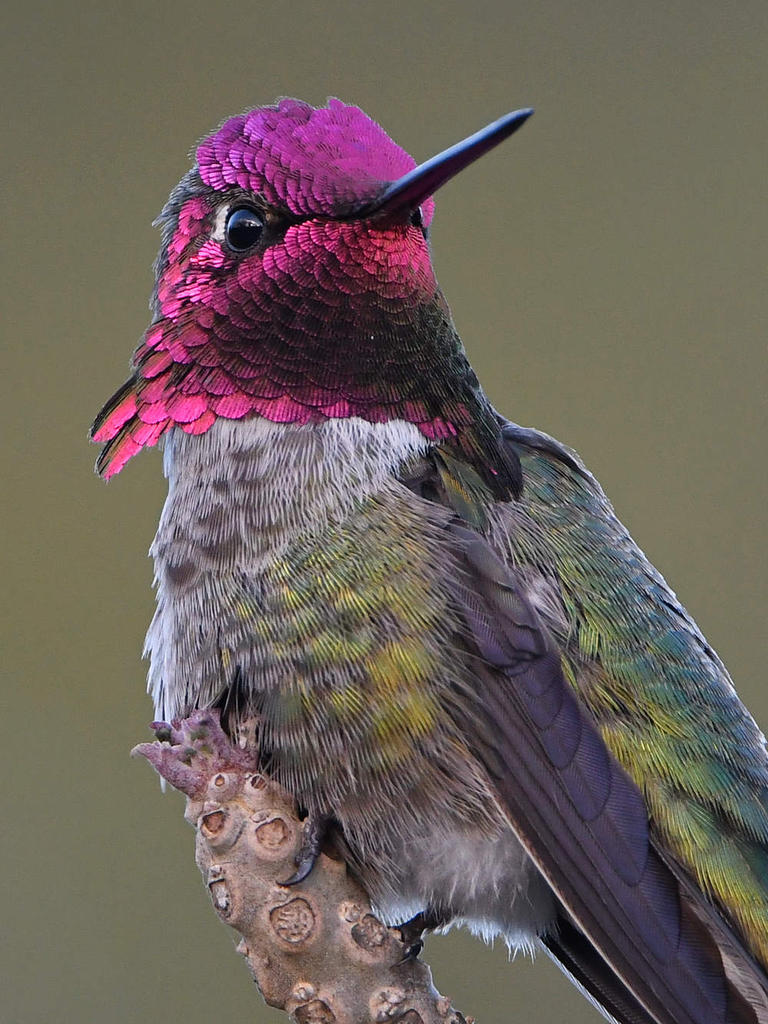 Hummer10.jpg
