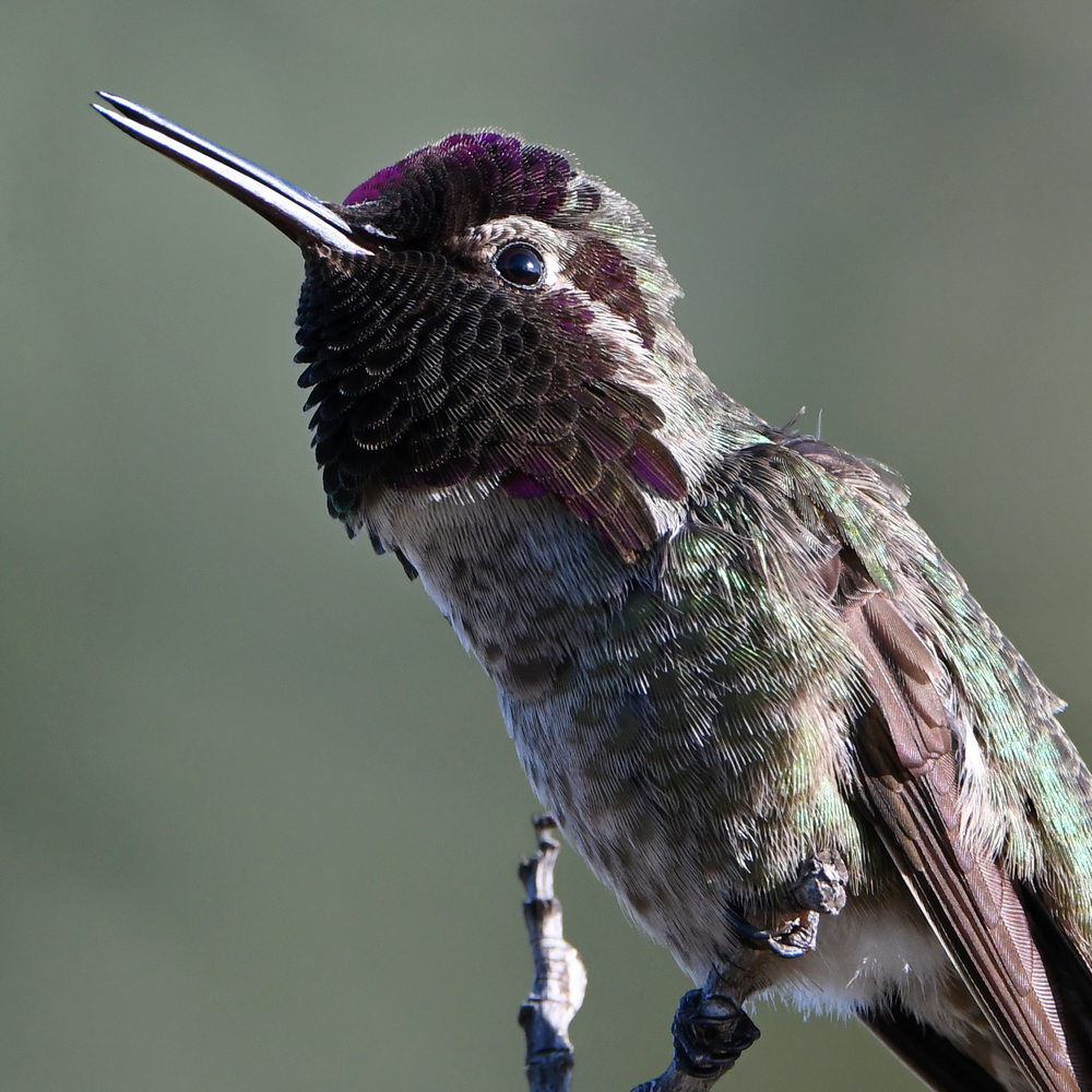 Hummer10.jpg