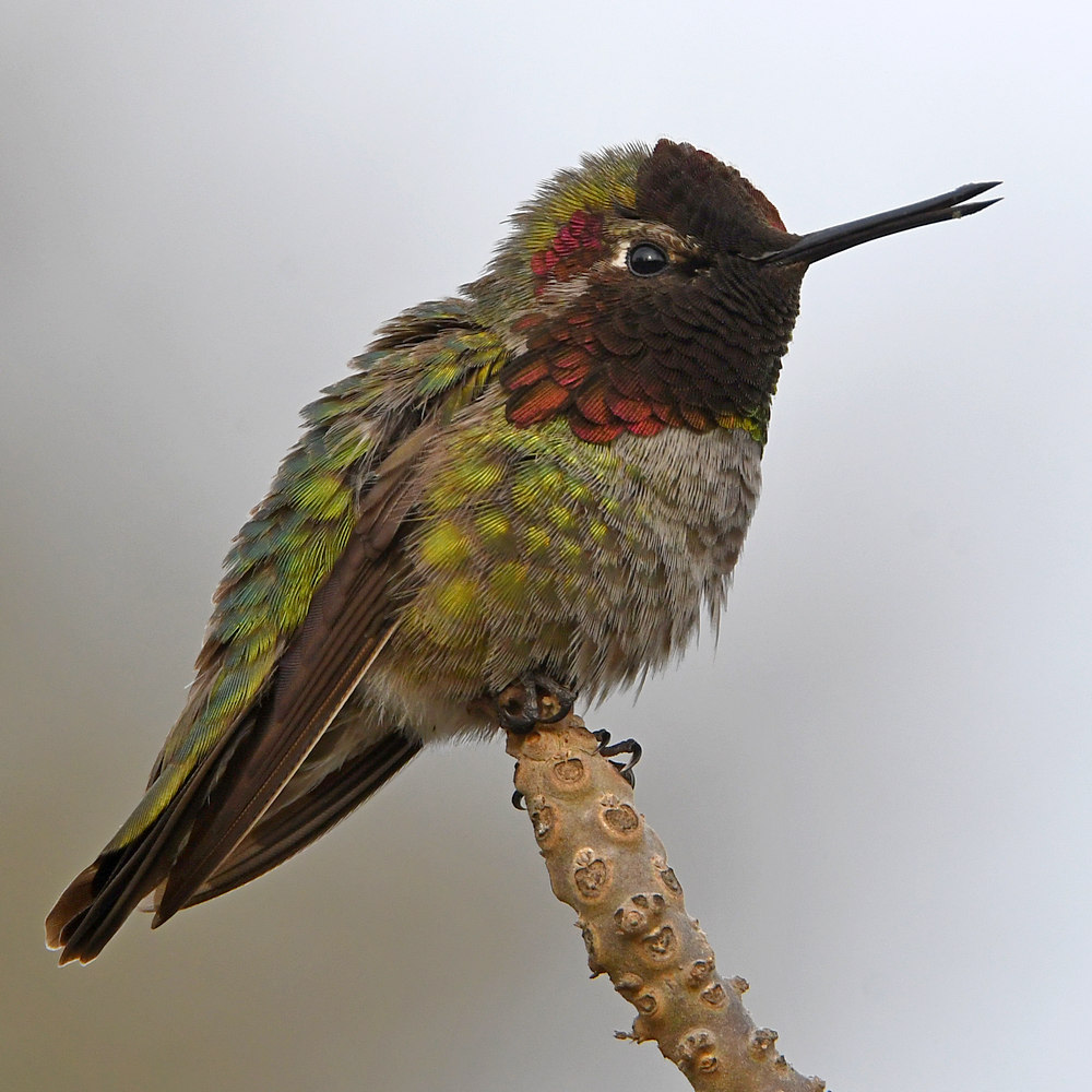 Hummer10.jpg