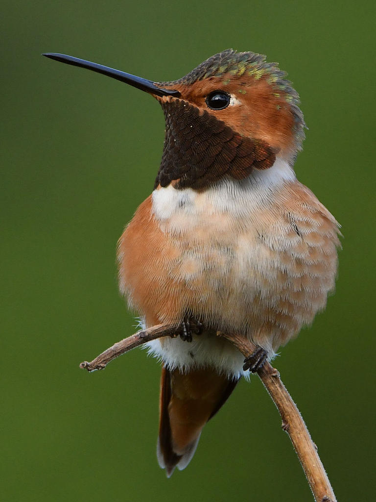 Hummer10.jpg