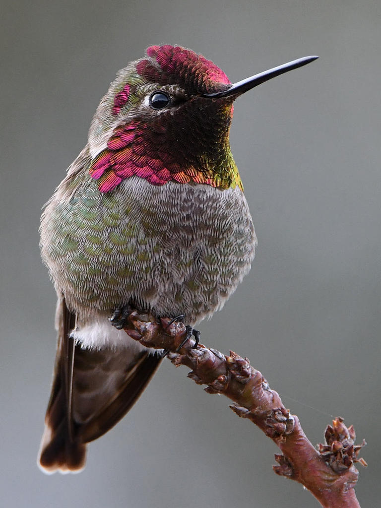 Hummer10.jpg