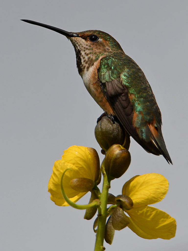 Hummer10.jpg