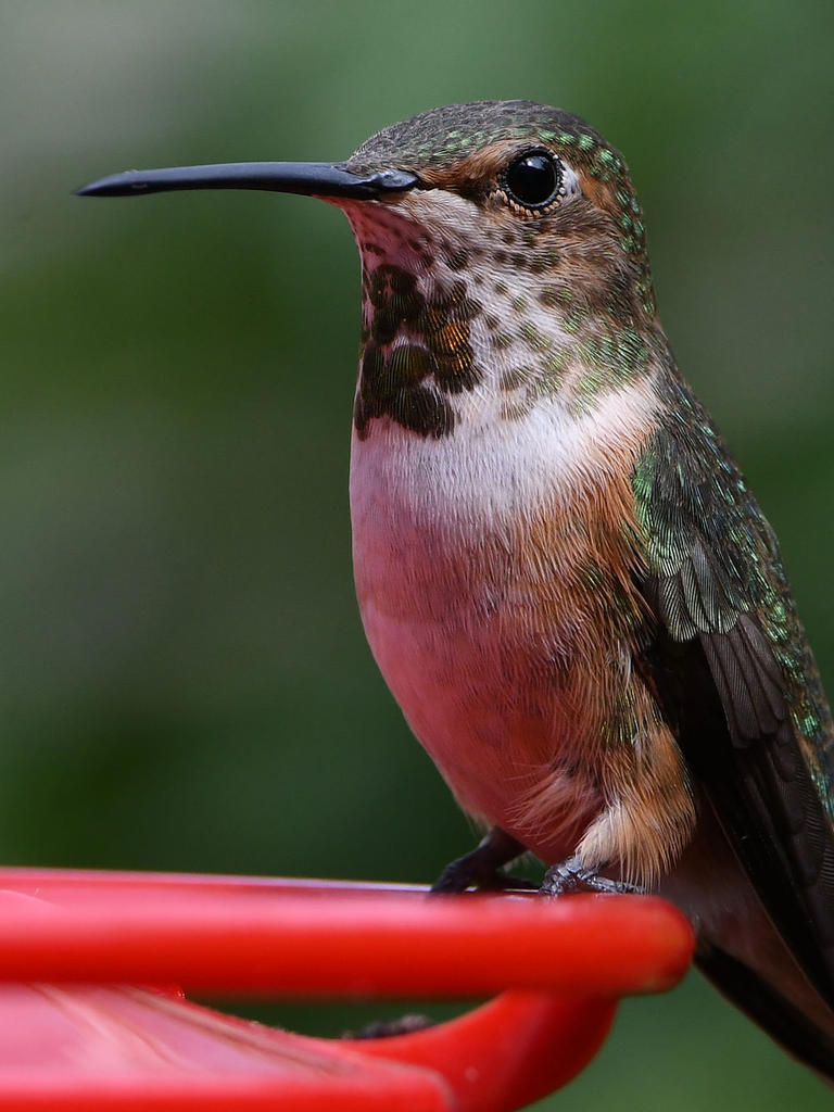 Hummer10.jpg