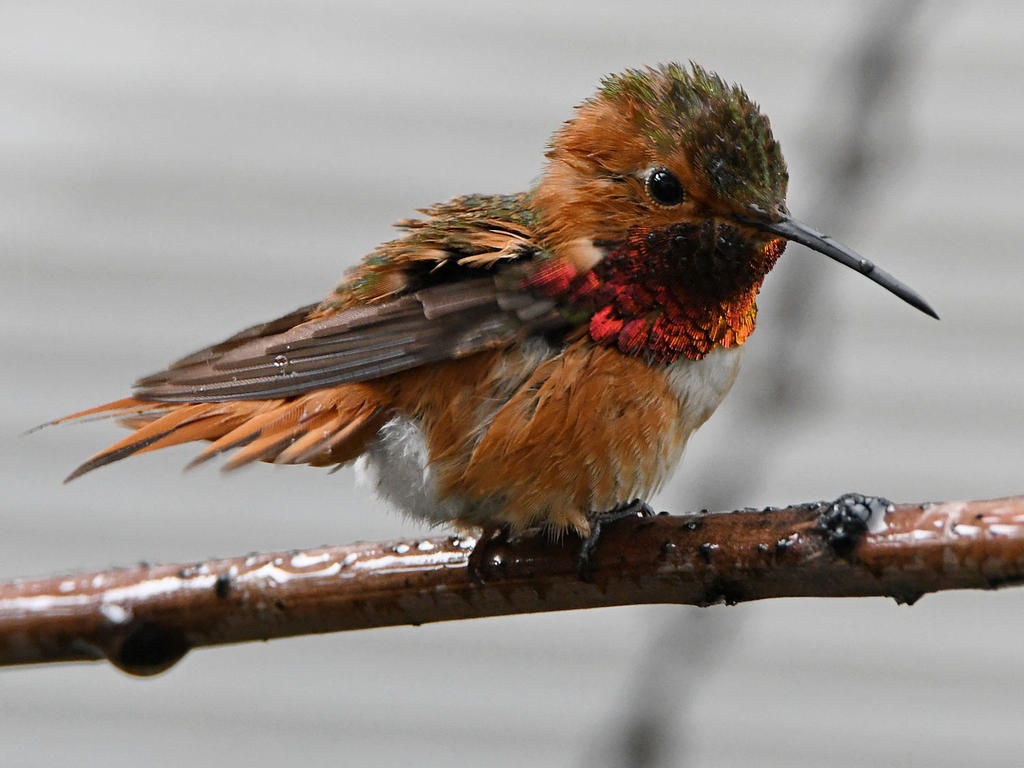 Hummer10.jpg