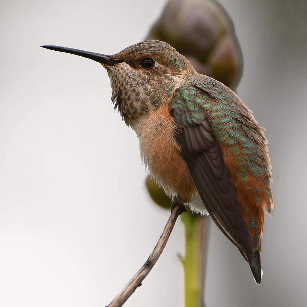 Hummer10.jpg