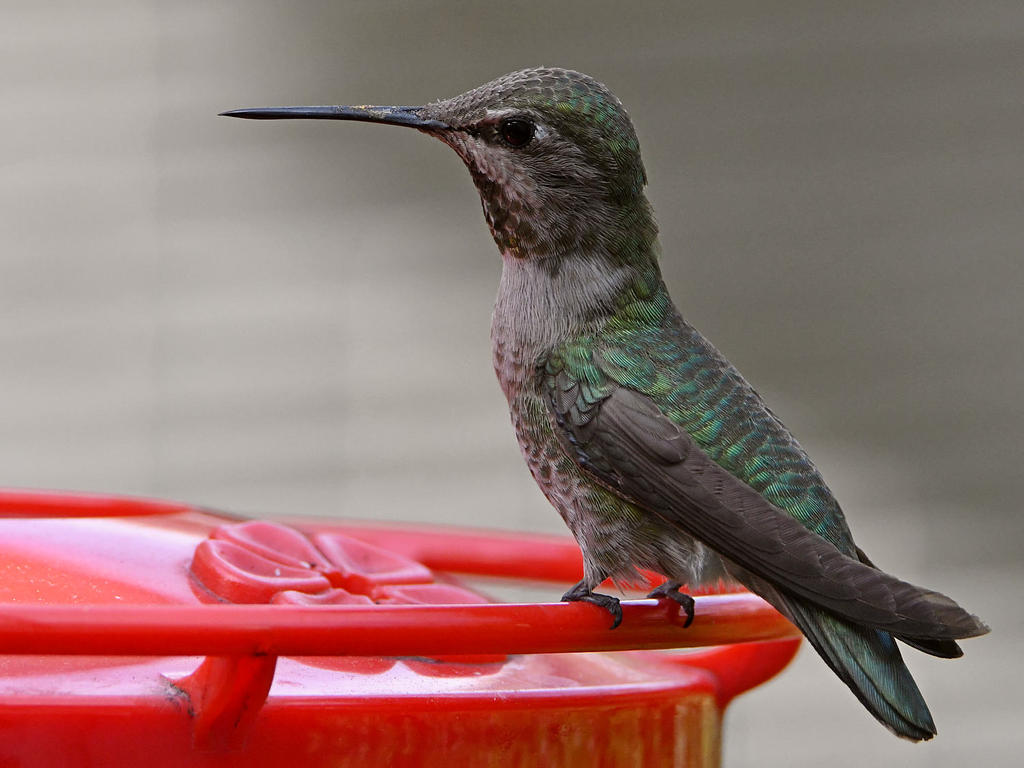 Hummer10.jpg