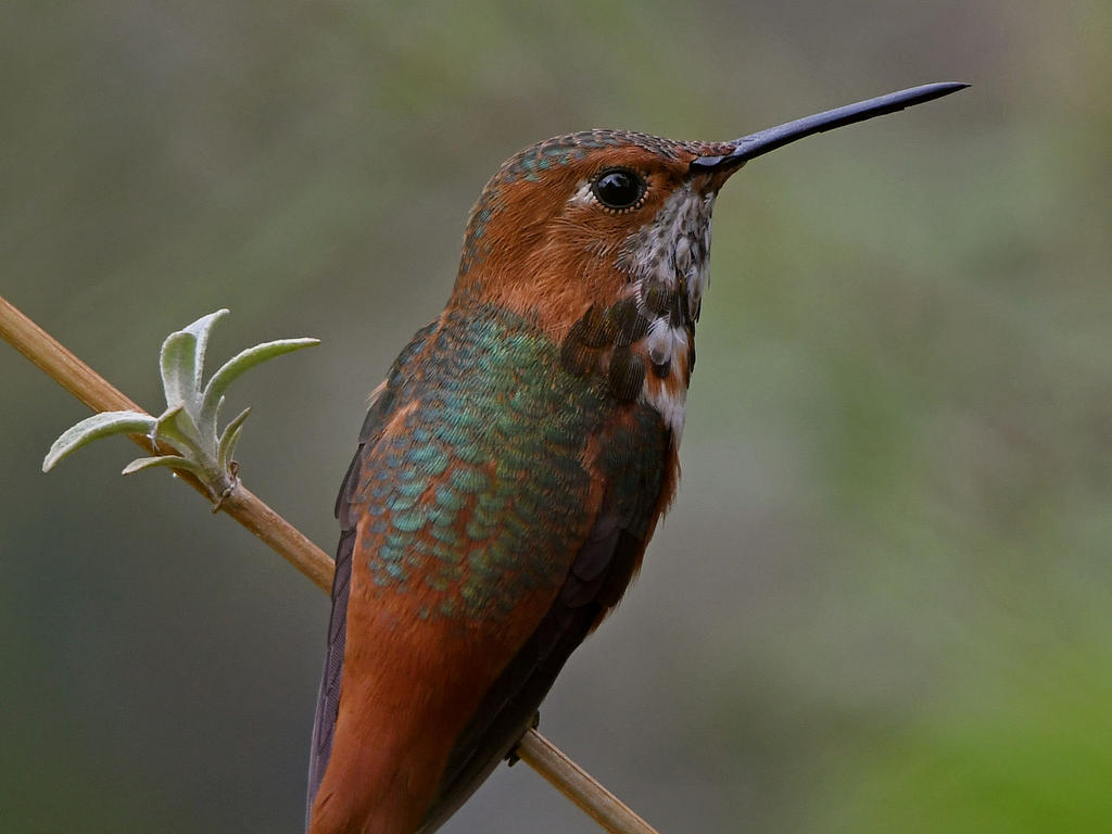 Hummer10.jpg