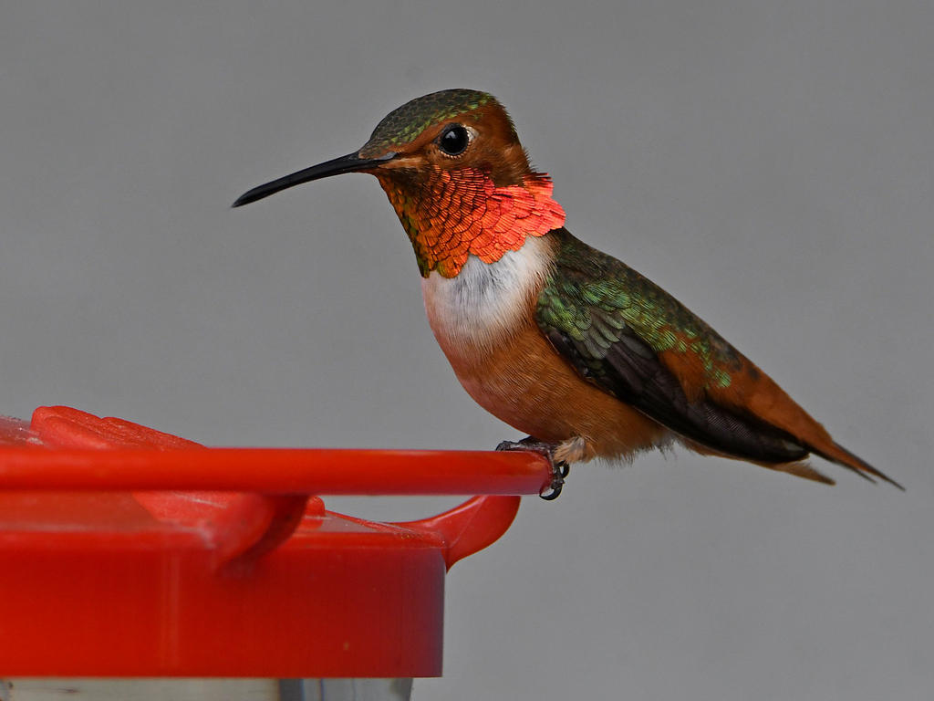 Hummer10.jpg
