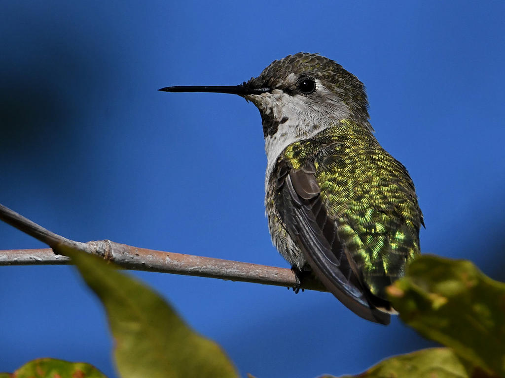 Hummer10.jpg