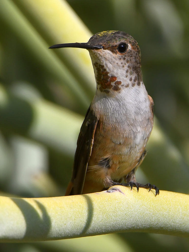Hummer10.jpg