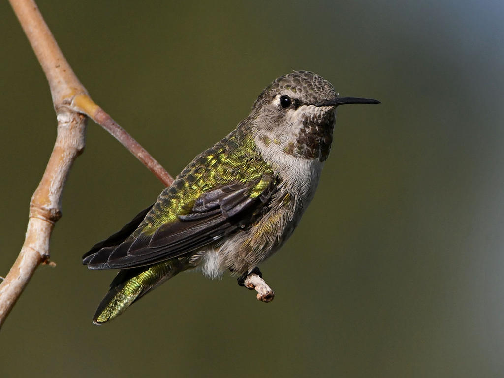 Hummer10.jpg