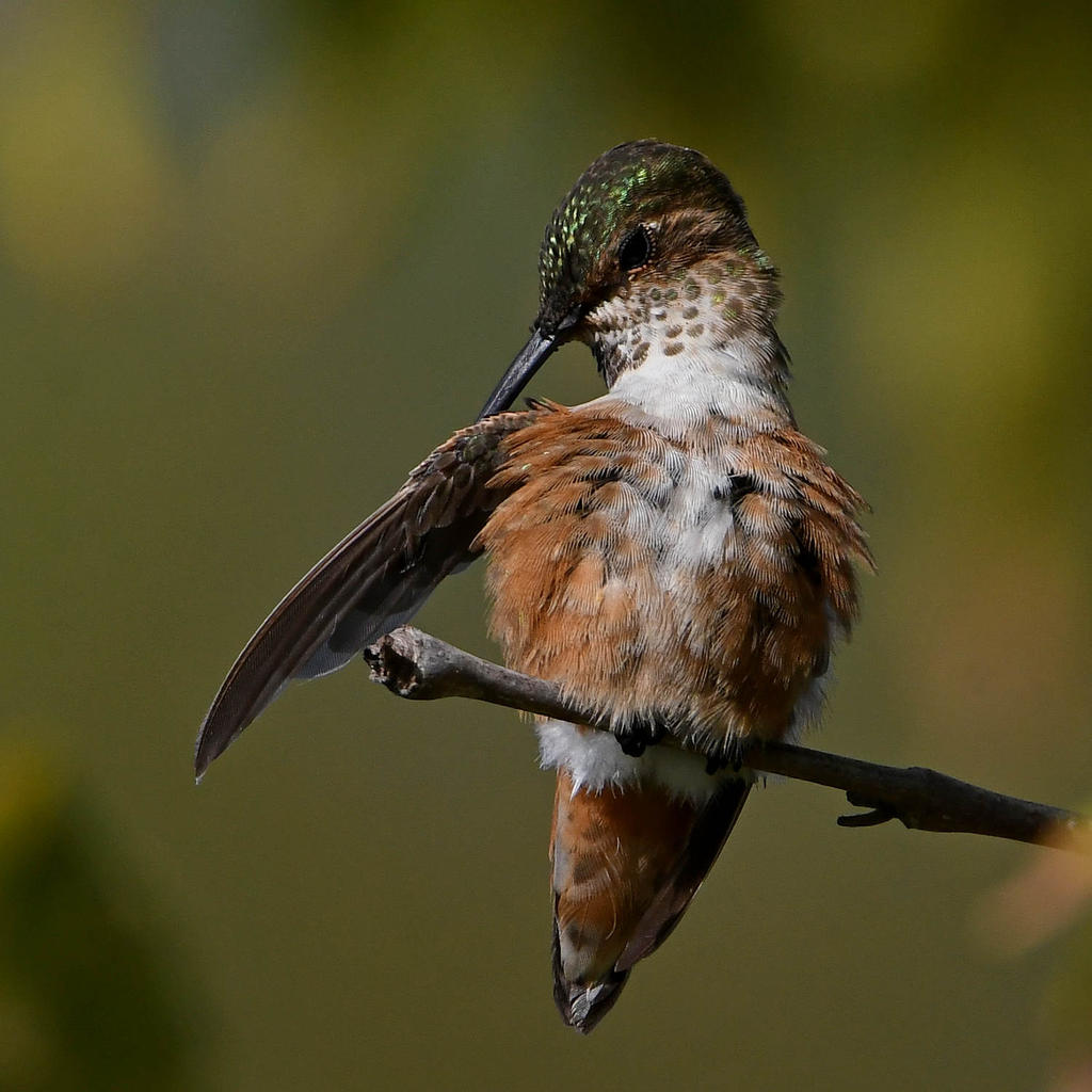 Hummer10.jpg