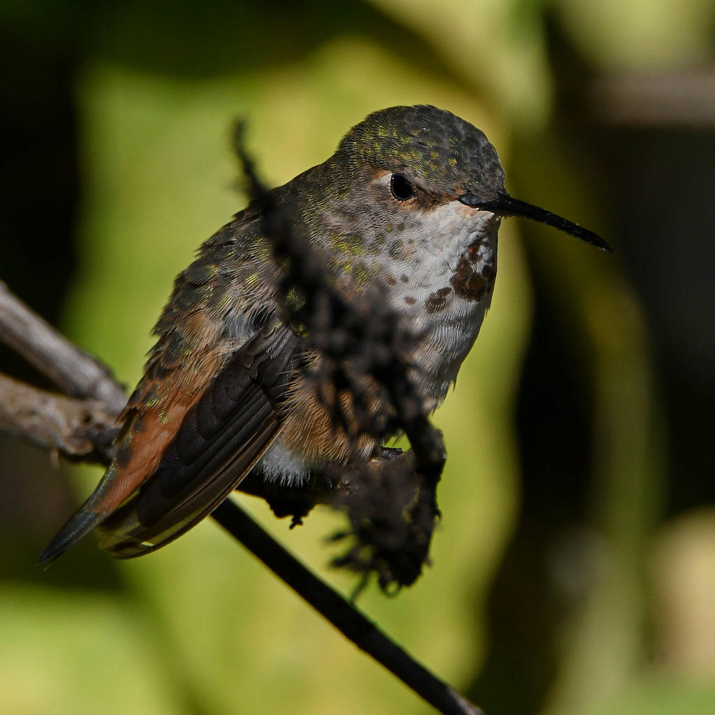 Hummer10.jpg